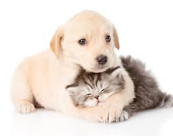 Puss and Pooch Will Help You Find the Ultimate Assortment of Pet Products 1 pets