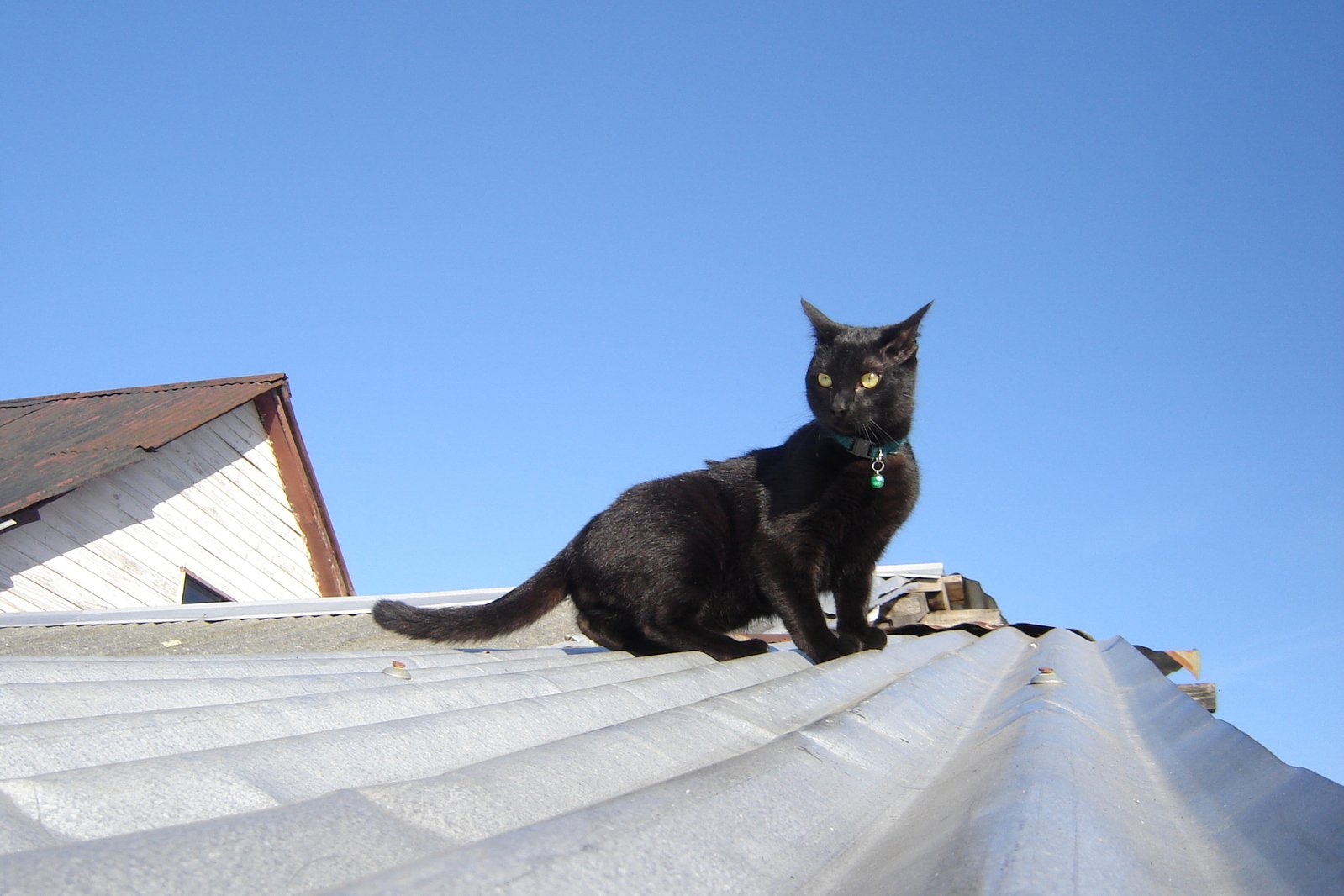 black cat roof 1351530