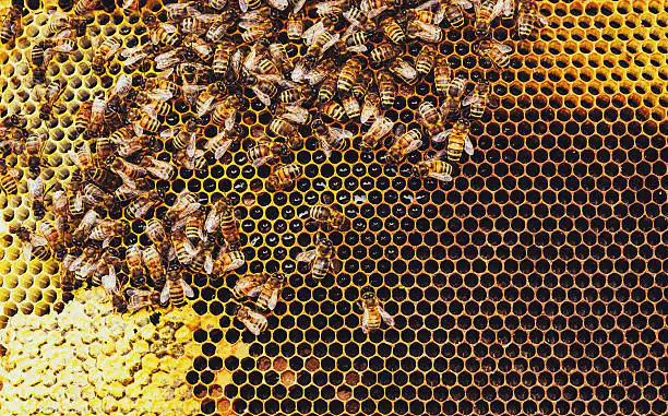honeycomb
