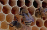 What Is the Difference Between Creamed Honey and Honeycomb? A Complete Guide