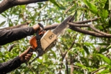 How Tree Trimming Services Can Transform Your San Antonio Landscape
