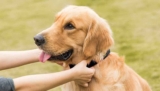 Wow Doggie Wolf Offers Quality Dog Collars