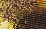 What’s the Buzz About Honeycomb? A Sweet Guide to Creamed Honey and More